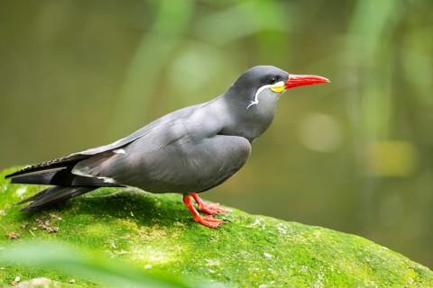 Inca tern (Larosterna inca) sitting on a rock, captive, Zoo Augsburg, Germany