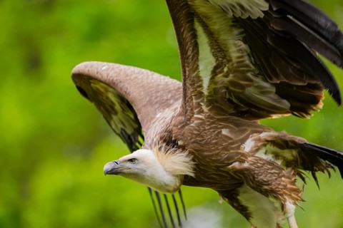 Eurasian griffon vulture (Gyps fulvus) flying, Bavaria, Germany