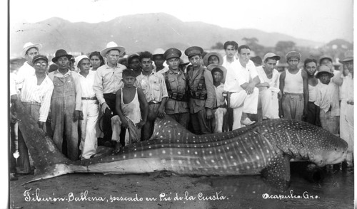 Whale shark (Rhincodon typus), approx. 6 metres long, onlookers pose next to the shark. The picture