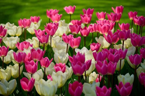 A vast, sunny flower field with pink and white tulips on green grass, Keukenhof, Lisse, province of