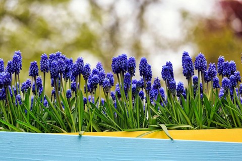 Grape hyacinths (Muscari) in a flower pot, decoration, Keukenhof gardens, Lisse, Bollenstreek,