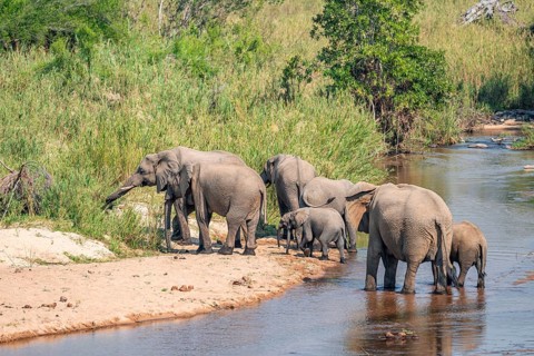 African elephant (Loxodonta africana), group crossing a river, Kruger National Park, South Africa