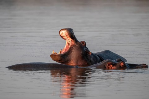 Hippopotamus (Hippopatamus amphibius), yawning with wide open mouth, in water in morning light,