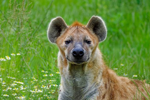 Animal portrait, spotted hyena (Crocuta crocuta), attentive, captive, distribution sub-Saharan
