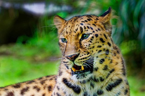 Amur leopard (Panthera pardus orientalis), captive, threatened with extinction, animal portrait,