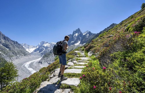 Picturesque mountain landscape with blooming alpine roses, imposing mountain peaks and glaciers,