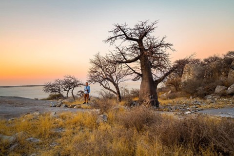 Tourist between baobabs at sunset, African baobab or monkey bread tree (Adansonia digitata), Kubu