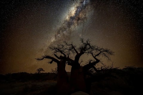 Silhouette of a baobab tree with starry sky and Milky Way, African baobab (Adansonia digitata),