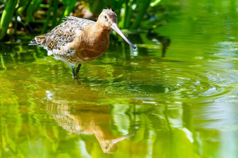 A bird standing in the water, creating small ripples on the surface, Black-tailed Godwit (Limosa