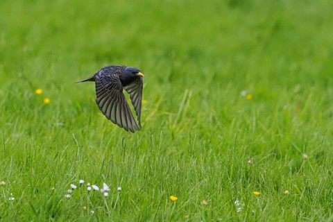 A starling (Sturnus vulgaris) flies just above the green meadow with daisies, Hesse, Germany