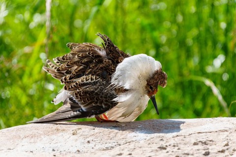 A bird with striking plumage stands on a stone in a green environment, ruff (Calidris pugnax, syn.: