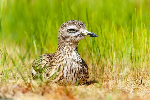Bird resting quietly in the grass and seeming to blend in with its surroundings, Stone Curlew