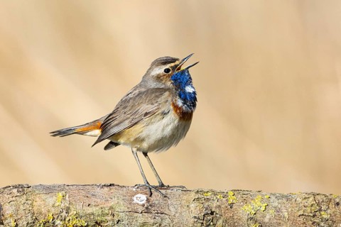 Bluethroat (Luscinia svecica cyanecula) ml Germany