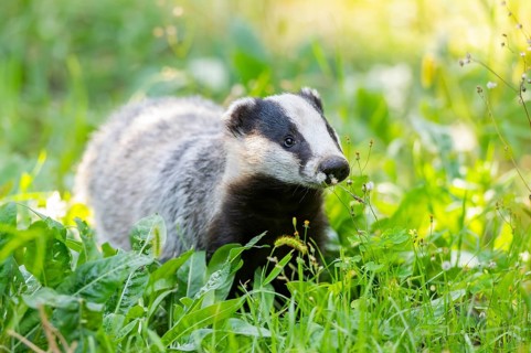 European badger (Meles meles) on a meadow, Hesse, Germany