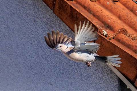 A pigeon soars near a tiled roof, the structure of the wings is recognisable, Eurasian Collared
