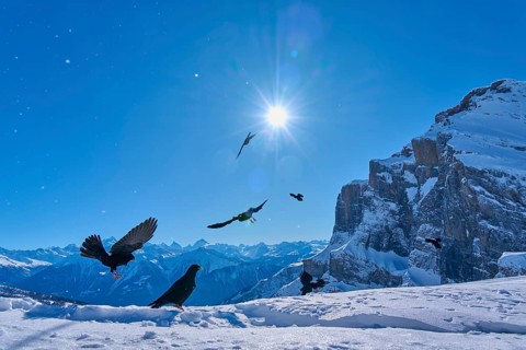 Alpine choughs (Pyrrhocorax graculus), birds in the air in bright sunshine over snow-covered