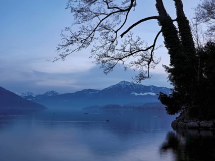 Morning atmosphere at Lake Zug with a tree with ivy in the foreground, the Rigi in the background,