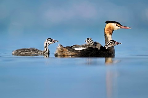 Great Crested Grebe (Podiceps Scalloped ribbonfish), with two chicks in plumage and one swimming in
