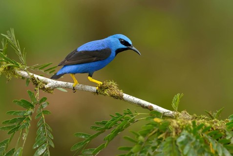 Shining Honeycreeper (Cyanerpes lucidus) at Laguna Lagarto Lodge near Boca Tapada, Costa Rica