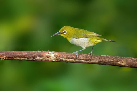 Japanese White-eye (Zosterops japonicus) perched on a branch, Miyakejima, Japan