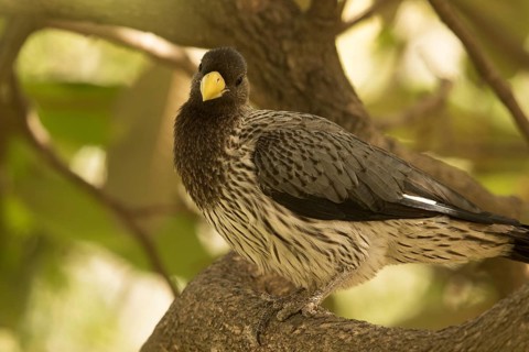 Western Plantain-eater (Crinifer piscator), Gambia