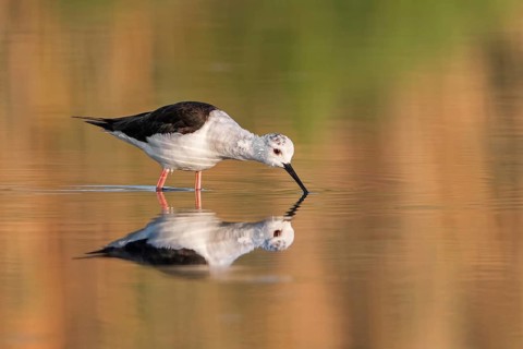 Black-winged Stilt (Himantopus himantopus), juvenile, Spain
