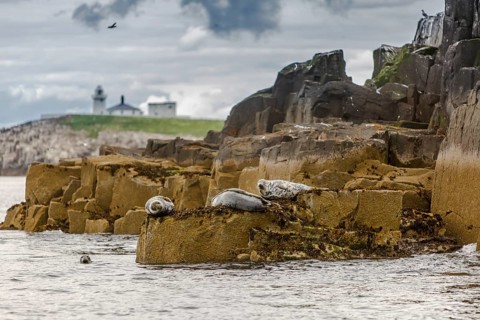 Grey seal (Halichoerus grypus), resting on cliffs, Farne Islands, United Kingdom
