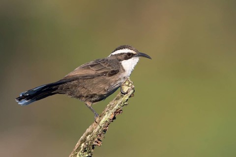 White-browed Babbler (Pomatostomus superciliosus), Victoria, Australia