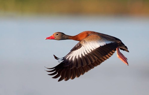 Black-bellied Whistling Duck (Dendrocygna autumnalis) flying, Florida, USA