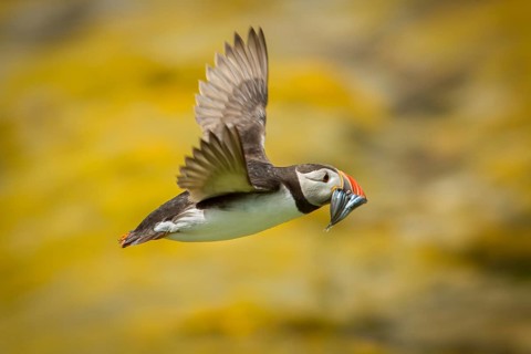 Atlantic Puffin (Fratercula arctica) in flight with sandeels in bill, Farne Islands, United Kingdom