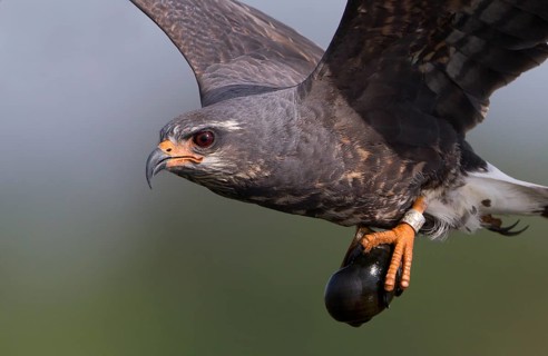 Snail Kite (Rostrhamus sociabilis) male flying with snail in its claws, Florida, USA