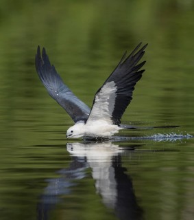 Swallow-tailed Kite (Elanoides forficatus) drinking in flight, Florida, USA