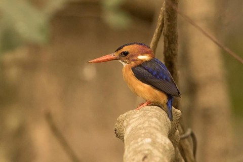 African Pygmy Kingfisher (Ispidina picta), Gambia