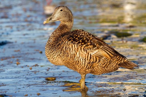 Common Eider (Somateria mollissima) female, Seahouses, United Kingdom