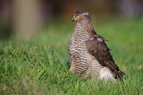 Northern Goshawk (Accipiter gentilis), Lower Saxony, Germany