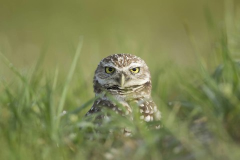 Burrowing Owl (Athene cunicularia), Florida, USA