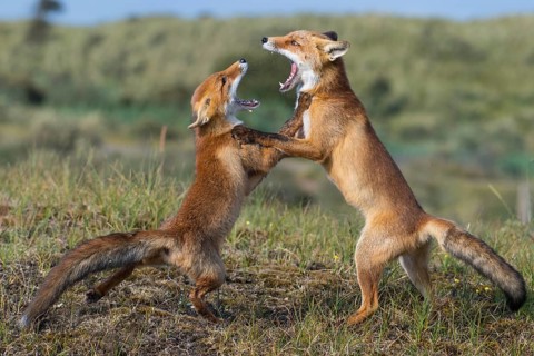 Red Fox (Vulpes vulpes) two adult fighting and playing in grassland, Netherlands
