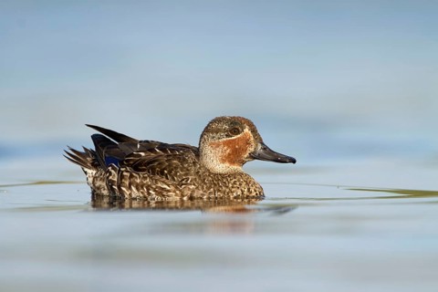 Wintertaling in eclipse kleed, Eurasian teal in eclise plumage