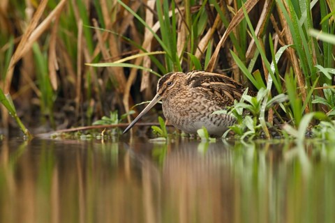 Watersnip, Snipe, Gallinago gallinago