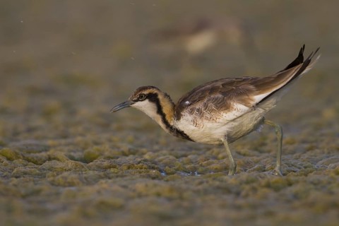 Pheasant-tailed Jacana (Hydrophasianus chirurgus) foraging, Oman