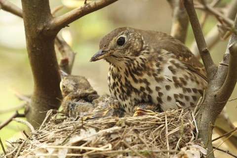Song Thrush (Turdus philomelos) chick, Lower Saxony, Germany