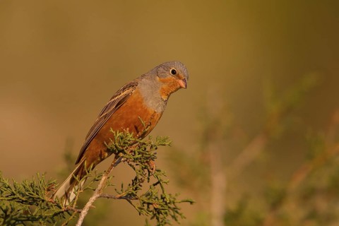 Cretzschmar's Bunting (Emberiza caesia) male, Cyprus