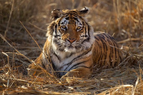 Bengal Tiger (Panthera tigris) male lying in grassland, captive, Philippolis, South Africa