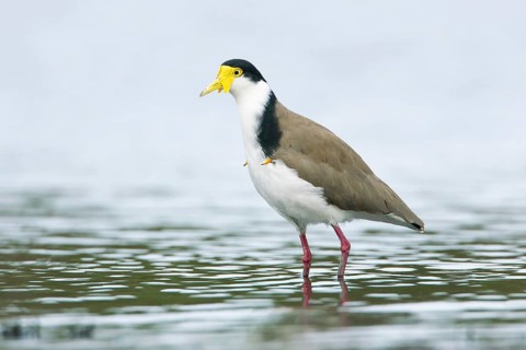 Masked Lapwing (Vanellus miles), Victoria, Australia