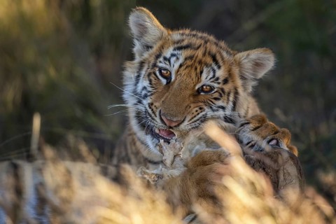 Bengal Tiger (Panthera tigris) cub portrait, captive, Philippolis, South Africa