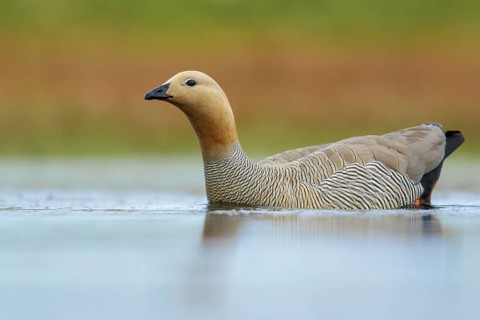 Ruddy-headed Goose (Chloephaga rubidiceps) feeding along the shoreline in the Falkland Islands