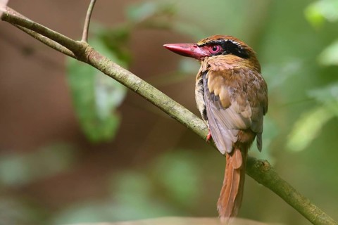 Blauohrliest (Cittura cyanotis) female perched on a branch, North Sulawesi, Indonesia
