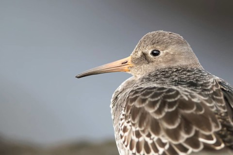 Purple Sandpiper (Calidris maritima), Mecklenburg-Western Pomerania, Germany