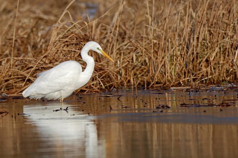 Great Egret (Ardea alba) foraging in reedbed, Mecklenburg-Western Pomerania, Germany