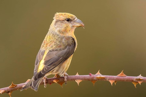 Red Crossbill (Loxia curvirostra) female perched on a branch, Aragon, Spain
